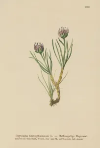 Globe-headed Rampion (Phyteuma hemisphaericum) (colour litho) Globe-headed Rampion (Phyteuma hemisphaericum) (colour litho)