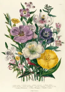 Godetia and Anothera, plate 8 from The Ladies Flower Garden, published 1842 Godetia and Anothera, plate 8 from The Ladies Flower Garden, published 1842