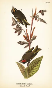 Color Lithograph Gallery: Golden-crowned kinglet, Regulus satrapa