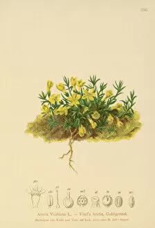 Primulaceae Gallery: Golden Primerose (Primula vitaliana, Aretia Vitaliana, Vitaliana primuliflora