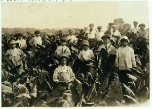 Goodrich Tobacco Farm, near Gildersleeve, Connecticut, 1917 (b/w photo) Goodrich Tobacco Farm, near Gildersleeve, Connecticut, 1917 (b/w photo)