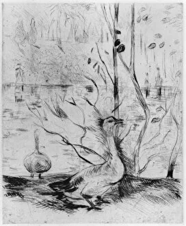 Images Dated 29th April 2007: Goose, 1889 (drypoint) (b / w photo)