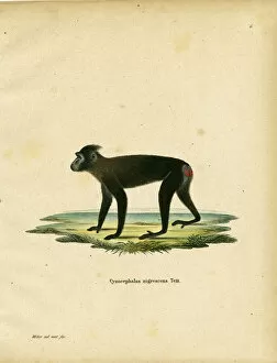 Cercopithecidae Collection: Gorontalo Macaque