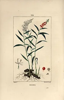 Grand galanga or Galanga - Greater or Thai galangal, Alpinia galanga, showing flowers, berries, leaves and rhizome root Grand galanga or Galanga - Greater or Thai galangal, Alpinia galanga, showing flowers, berries, leaves and rhizome root