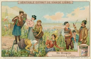 Grape harvest for Tokay in Hungary (chromolitho) Grape harvest for Tokay in Hungary (chromolitho)