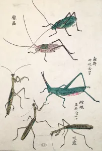 Grasshoppers and Mantises (colour woodblock print) Grasshoppers and Mantises (colour woodblock print)