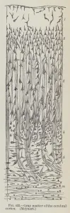 Gray matter of the cerebral cortex, Meynert (engraving) Gray matter of the cerebral cortex, Meynert (engraving)