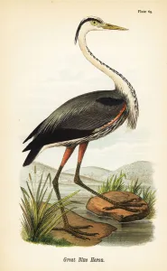 Color Lithograph Gallery: Great blue heron, Ardea herodias