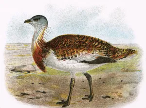 Great Bustard (Bustards, Birds, Animals) Collection