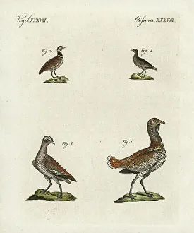 Great Bustard (Bustards, Birds, Animals) Collection
