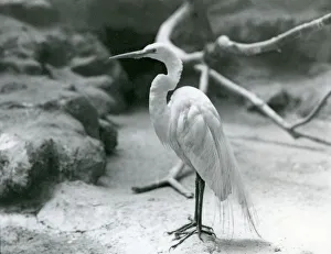 A Great/Common Egret or Great White Heron in breeding plumage A Great/Common Egret or Great White Heron in breeding plumage