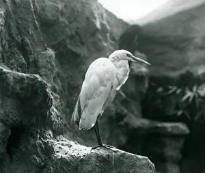 A Great/Common Egret or Great White Heron standing on a rock at London Zoo in September A Great/Common Egret or Great White Heron standing on a rock at London Zoo in September