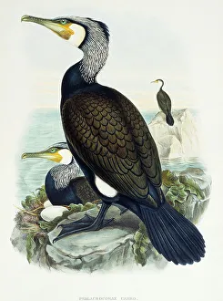 Great Cormorant (Phalacrocorax carbo), lithograph from Birds of Great Britain, 1863-1873 Great Cormorant (Phalacrocorax carbo), lithograph from Birds of Great Britain, 1863-1873