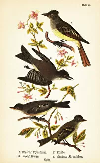 Color Lithograph Gallery: Great crested flycatcher, Myiarchus crinitus 1, eastern phoebe, Sayornis phoebe 2