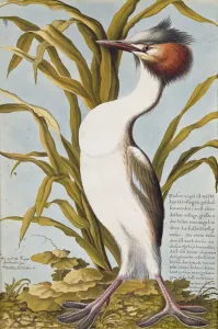 Great Crested Grebe (Podiceps cristatus) c.1748 (w/c on paper) Great Crested Grebe (Podiceps cristatus) c.1748 (w/c on paper)