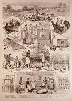 The Great Egg Question: Sketches at a Poultry Farm, from '