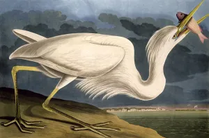 Great White Heron, from Birds of America, engraved by Robert Havell (1793-1878 Great White Heron, from Birds of America, engraved by Robert Havell (1793-1878
