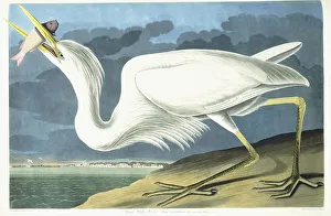 Great White Heron, Male Adult, Spring Plumage, 1835 (hand-coloured etching with aquatint Great White Heron, Male Adult, Spring Plumage, 1835 (hand-coloured etching with aquatint