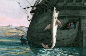 Great White Shark Caught at Sea, 1859 (engraving) Great White Shark Caught at Sea, 1859 (engraving)