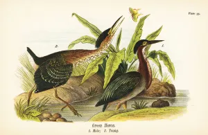 Color Lithograph Gallery: Green heron, Butorides virescens, male 1, young 2