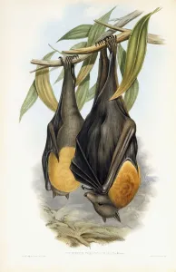 Grey-Headed Flying Fox (Pteropus Poliocephalus), 1845-1863 (hand-coloured lithograph) Grey-Headed Flying Fox (Pteropus Poliocephalus), 1845-1863 (hand-coloured lithograph)