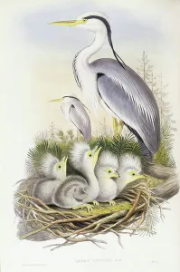 Grey heron (Ardea cinerea), Engraving by John Gould Grey heron (Ardea cinerea), Engraving by John Gould