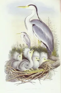 Grey heron (Ardea cinerea), Engraving by John Gould Grey heron (Ardea cinerea), Engraving by John Gould