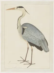 Grey Heron, folio from a Series Commissioned by Lady Impey, c Grey Heron, folio from a Series Commissioned by Lady Impey, c