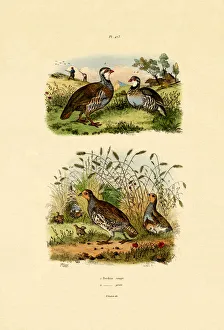 Grey Partridge, 1833-39 (coloured engraving) Grey Partridge, 1833-39 (coloured engraving)