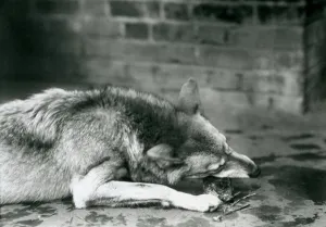 A Grey/Timber Wolf lying down to eat at London Zoo in 1927 (b/w photo) A Grey/Timber Wolf lying down to eat at London Zoo in 1927 (b/w photo)