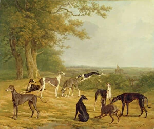 Hound Gallery: Nine Greyhounds in a Landscape (oil on canvas)