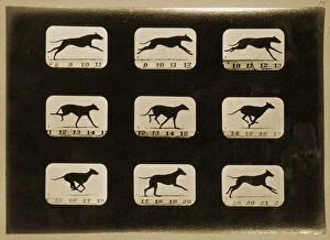 Dogs Gallery: Greyhounds running, from the Animal Locomotion series, c.1881 (b / w photo)