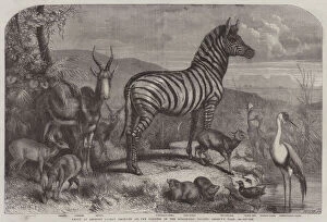 Group of Animals lately received at the Gardens of the Zoological Society, Regent's Park (engraving)