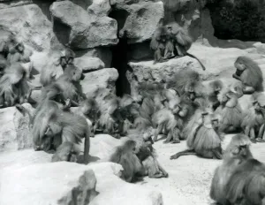 A group or troop of Sacred Baboons sitting on rocks in their enclosure, London Zoo A group or troop of Sacred Baboons sitting on rocks in their enclosure, London Zoo