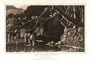 Birds Nest Gallery: A group of weaverbirds and their hanging nests. 1807 (aquatint)