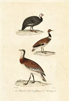 Guineafowl and bustards. 1839 (engraving)