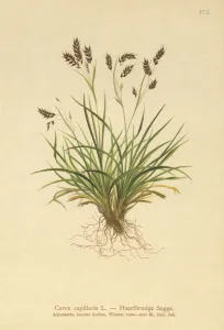 Hair-like Sedge (Carex capillaris) (colour litho) Hair-like Sedge (Carex capillaris) (colour litho)
