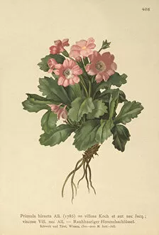 Primulaceae Gallery: Hairy Primrose (Primula hirsuta) (colour litho)