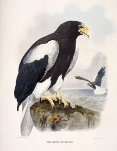 Haliaetus Pelagicus (Steller's Sea Eagle), 1866-1869 (hand-coloured lithograph) Haliaetus Pelagicus (Steller's Sea Eagle), 1866-1869 (hand-coloured lithograph)