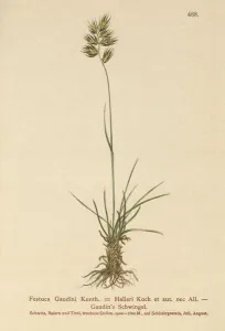 Haller's Fescue (Festuca Gaudini, Festuca Hallerie) (colour litho) Haller's Fescue (Festuca Gaudini, Festuca Hallerie) (colour litho)