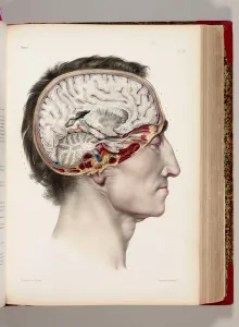 A hand coloured lithograph of a dissected head in profile showing the brain A hand coloured lithograph of a dissected head in profile showing the brain