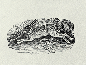 The Hare from History of British Birds and Quadrupeds (engraving)