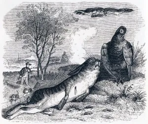 The hare and the partridge (Le lievre et la perdrix) - Fables by La Fontaine The hare and the partridge (Le lievre et la perdrix) - Fables by La Fontaine