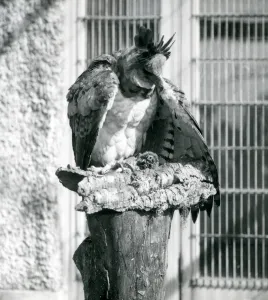 A Harpy Eagle at London Zoo, April 1914 (b/w photo) A Harpy Eagle at London Zoo, April 1914 (b/w photo)