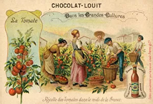 Harvesting tomatoes in the South of France (chromolitho)
