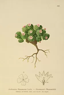 Primulaceae Gallery: Hausmanns Rock Jasmine (Androsace Hausmannii) (colour litho)