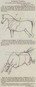 Scapula Gallery: Haydons Curtius (engraving)