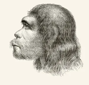 Head of a Neanderthal Man, from Nuestro Siglo, published Barcelona, 1883 Head of a Neanderthal Man, from Nuestro Siglo, published Barcelona, 1883