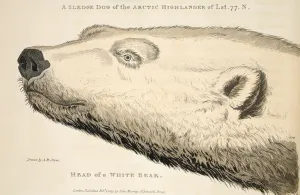Head of a White Bear, illustration from A Voyage of discovery Head of a White Bear, illustration from A Voyage of discovery