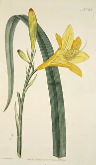 Hemerocallis Flava (Yellow Day Lily) from The Botanical Magzaine or Flower Garden Hemerocallis Flava (Yellow Day Lily) from The Botanical Magzaine or Flower Garden